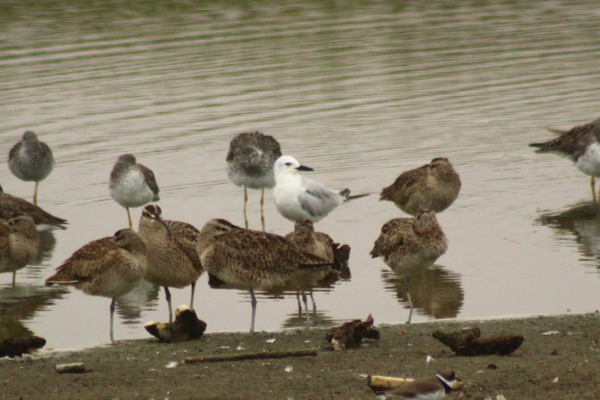 Gull-billed Tern - ML616412837