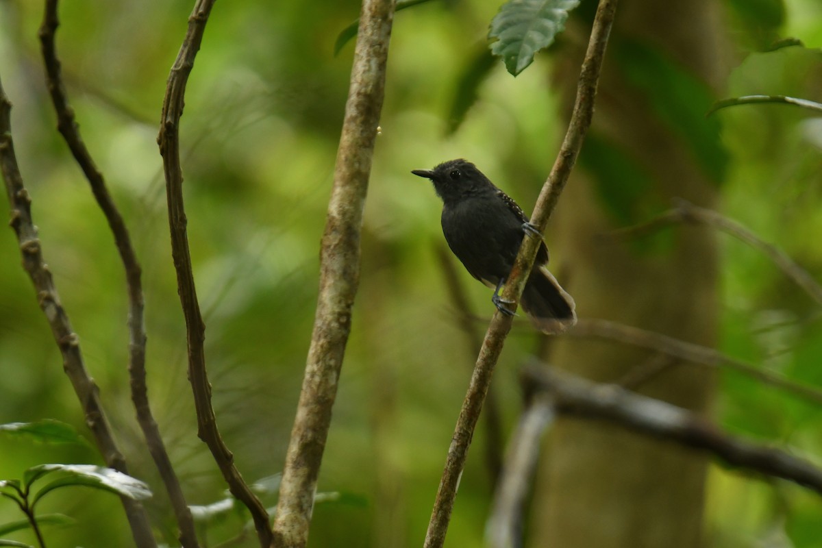 Willis's Antbird - ML616412851