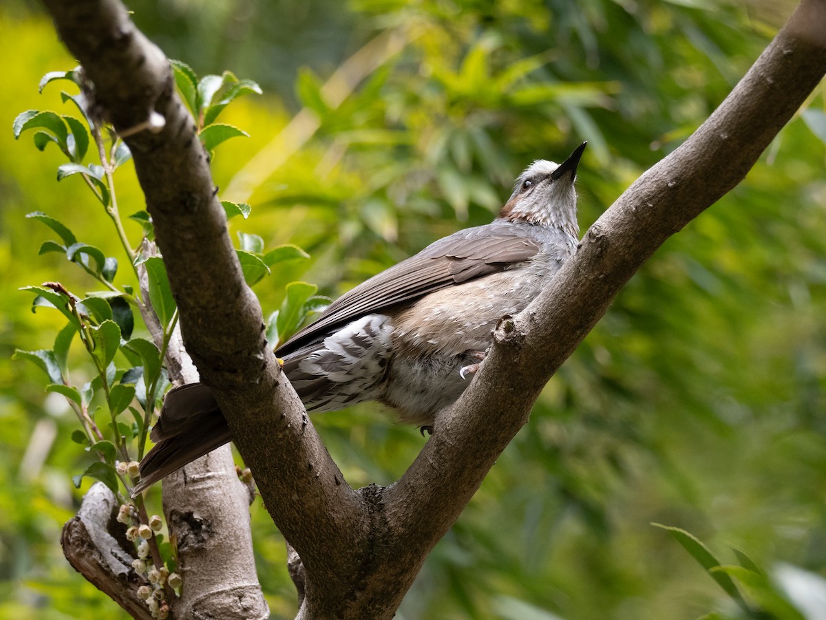 Bulbul à oreillons bruns - ML616412866