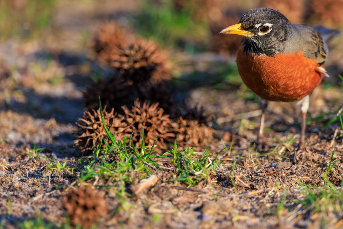 American Robin - ML616412868