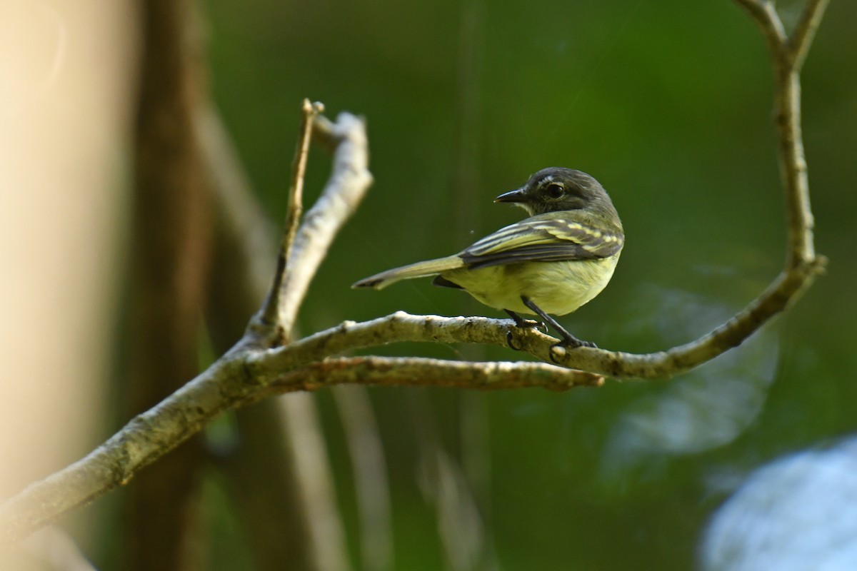 White-lored Tyrannulet - ML616412882