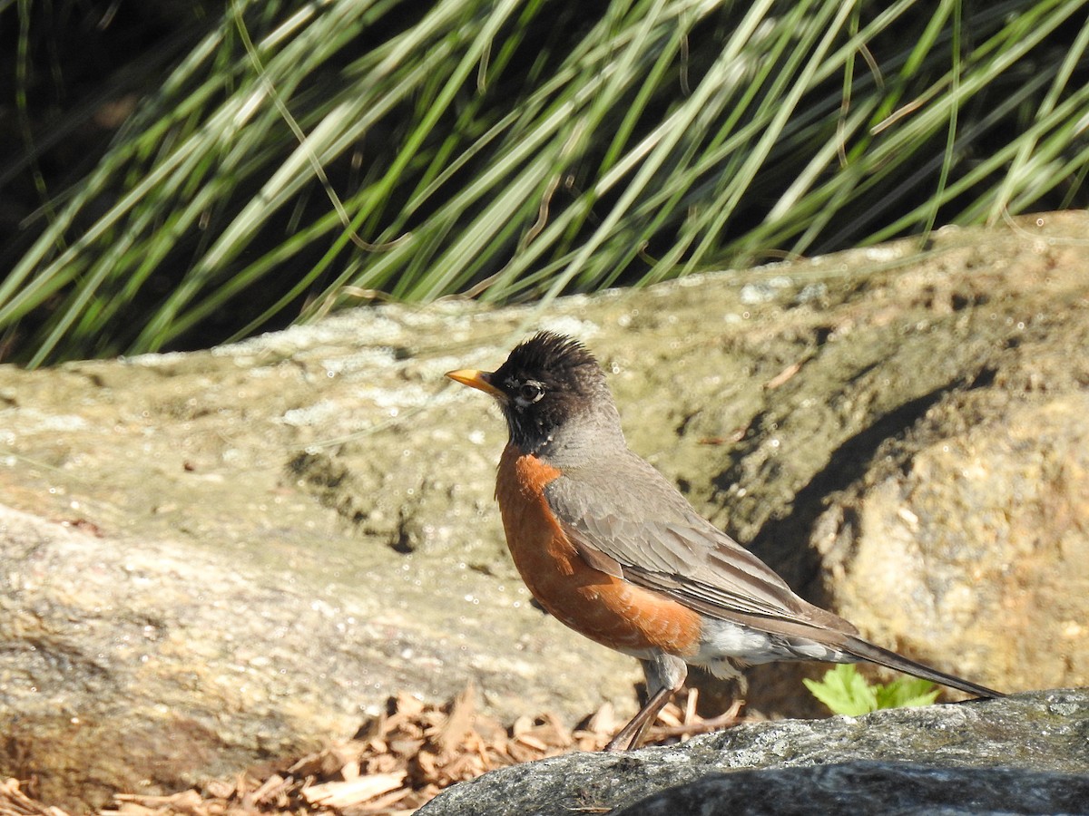 American Robin - ML61641291