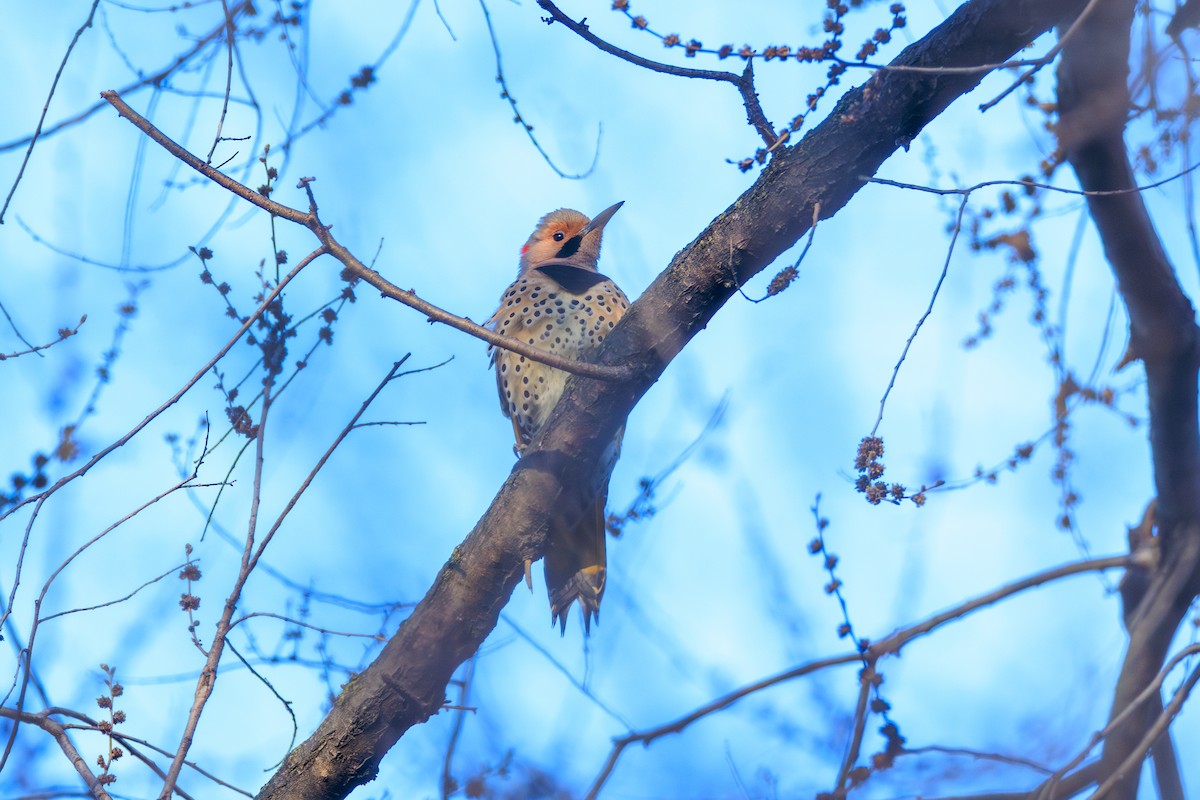 Northern Flicker (Yellow-shafted) - ML616412914