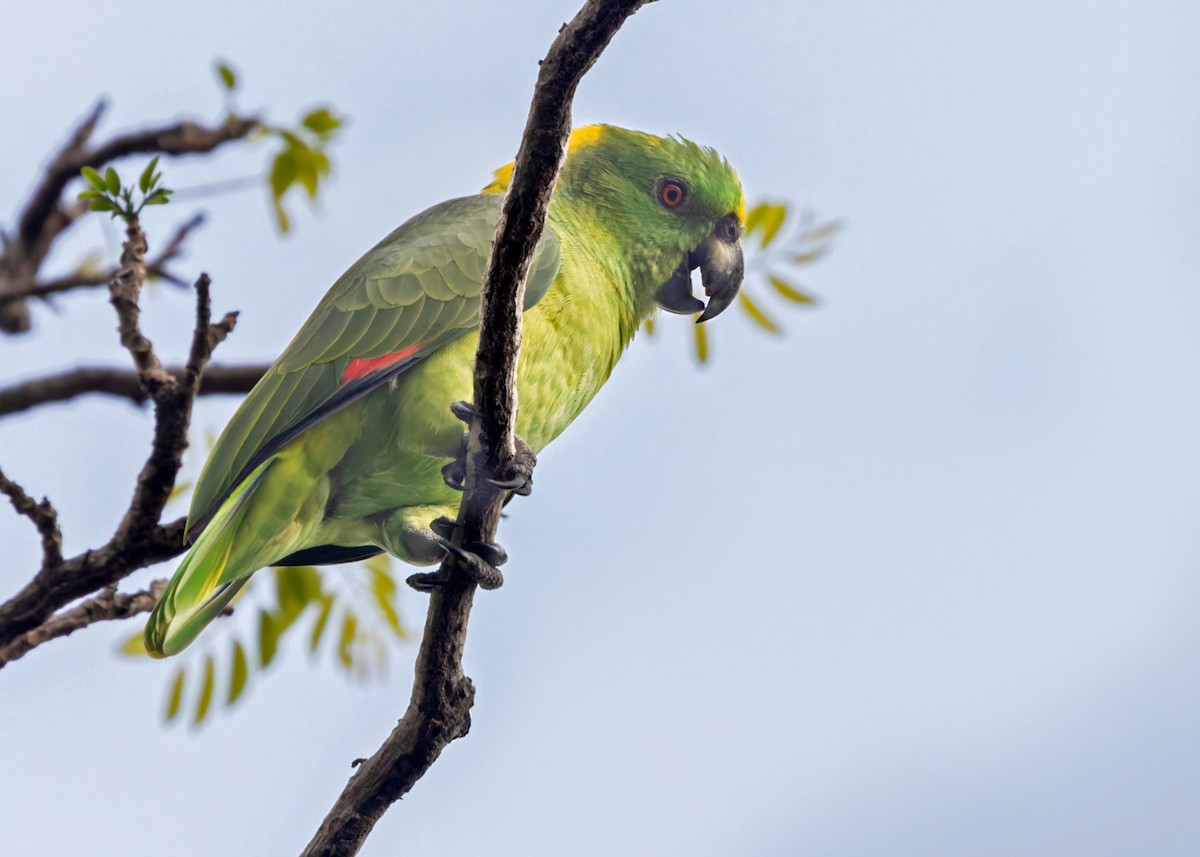 Yellow-naped Parrot - ML616412949