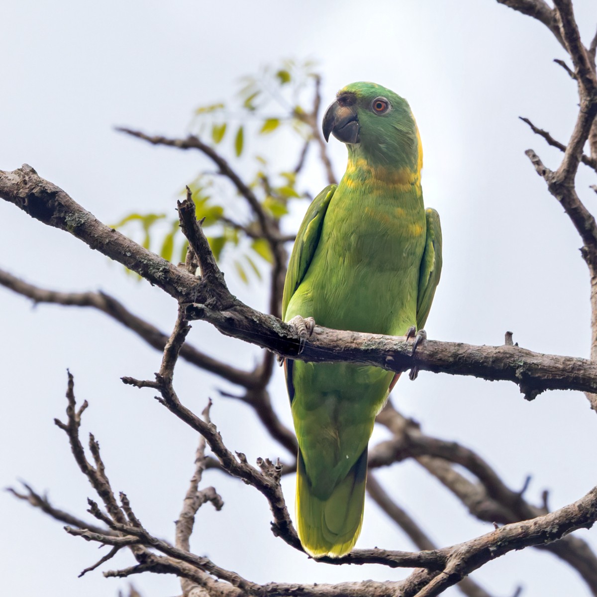 Yellow-naped Parrot - ML616412951