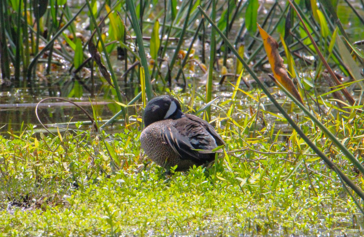 Blue-winged Teal - ML616412960
