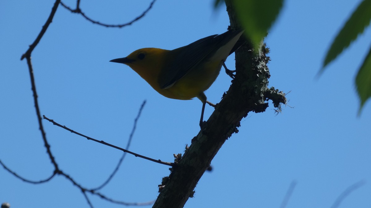 Prothonotary Warbler - ML616412963