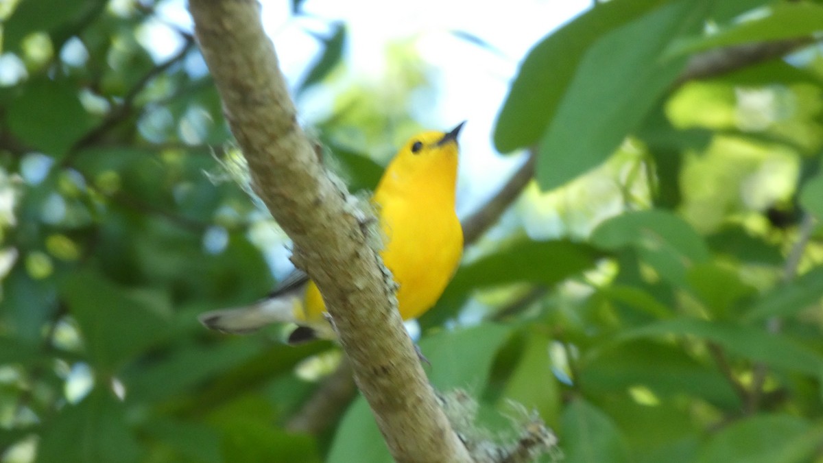 Prothonotary Warbler - ML616412964