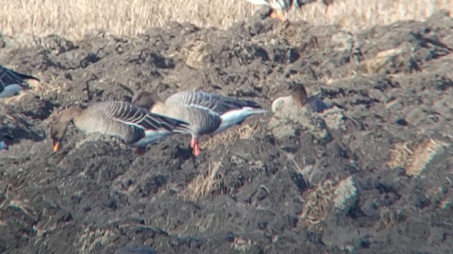 Pink-footed Goose - ML616413071