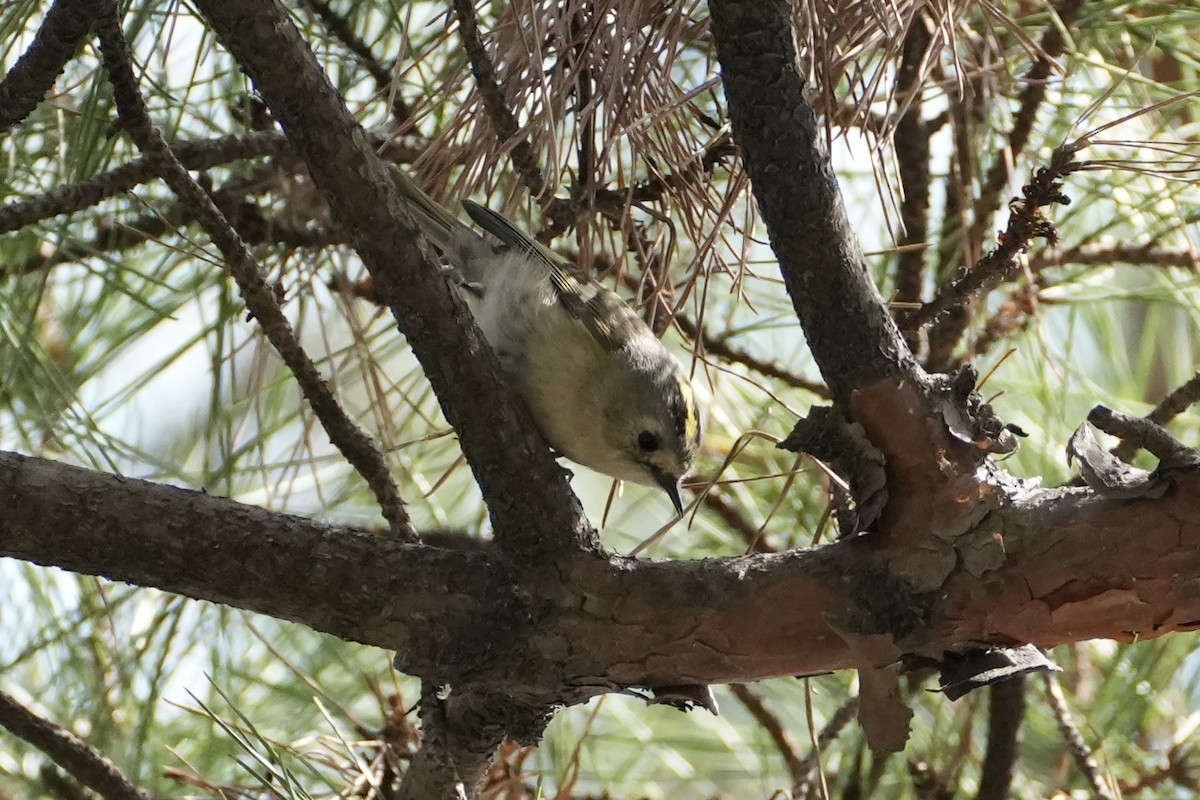 Goldcrest - ML616413103