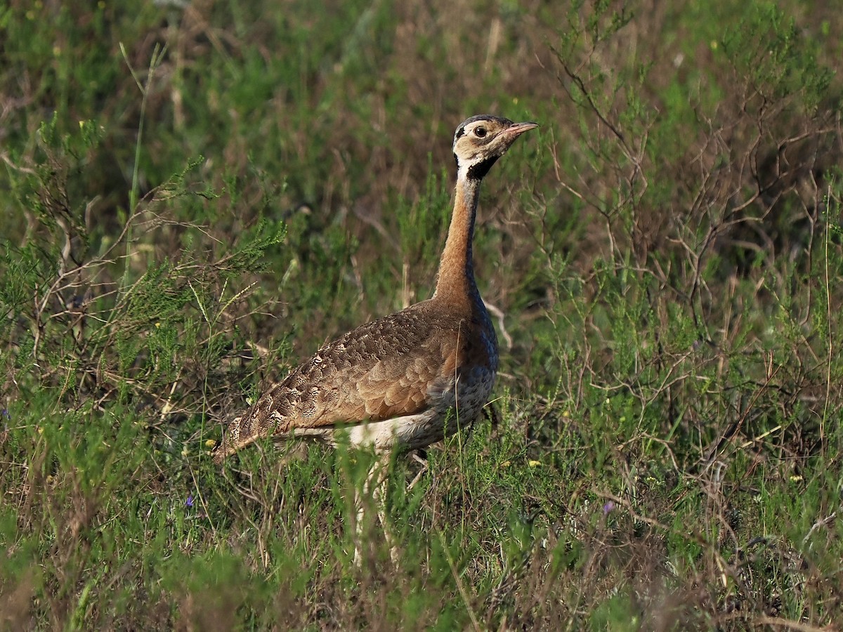 White-bellied Bustard (Barrow's) - Gabriel Willow