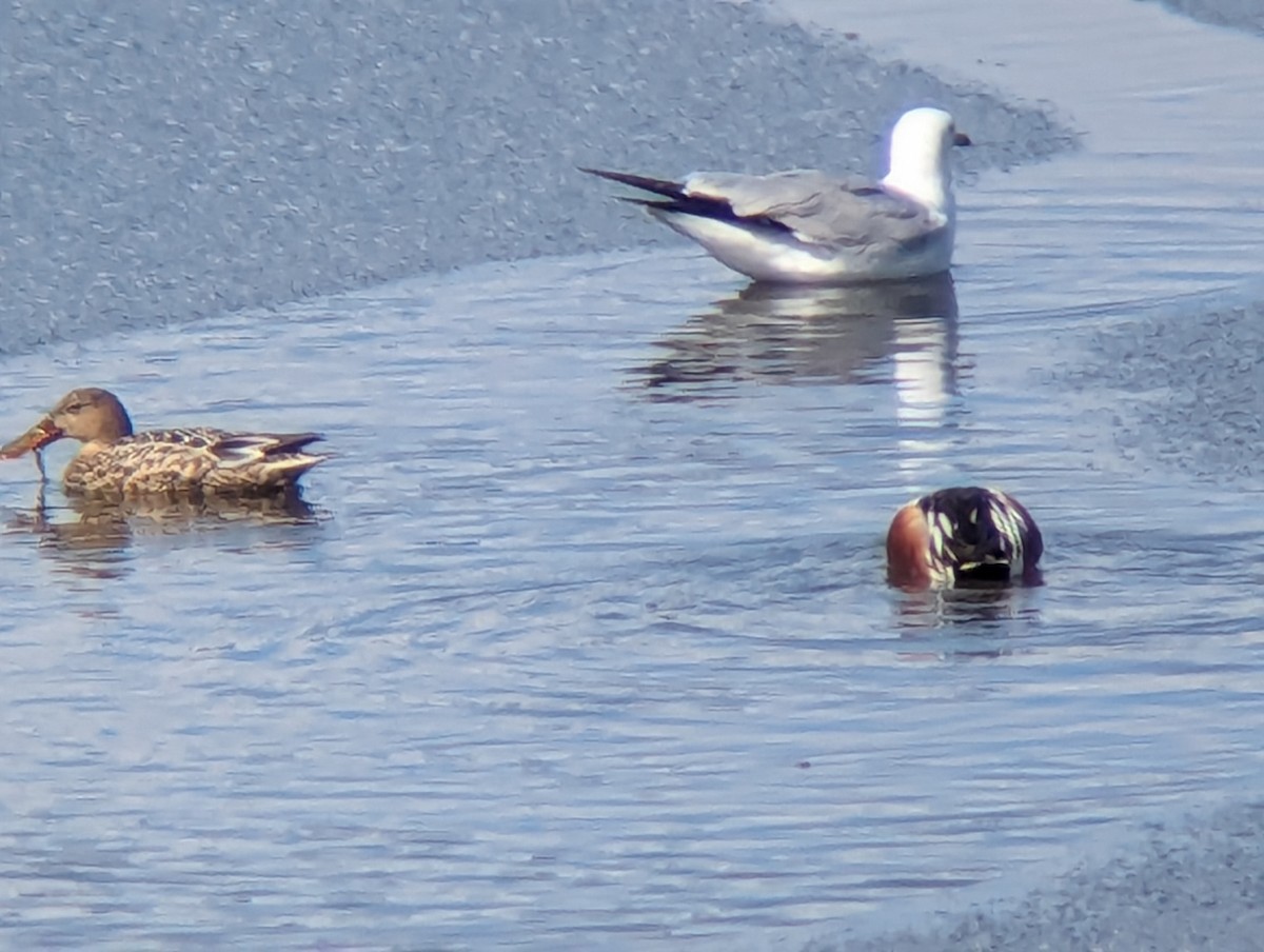 Northern Shoveler - ML616413180