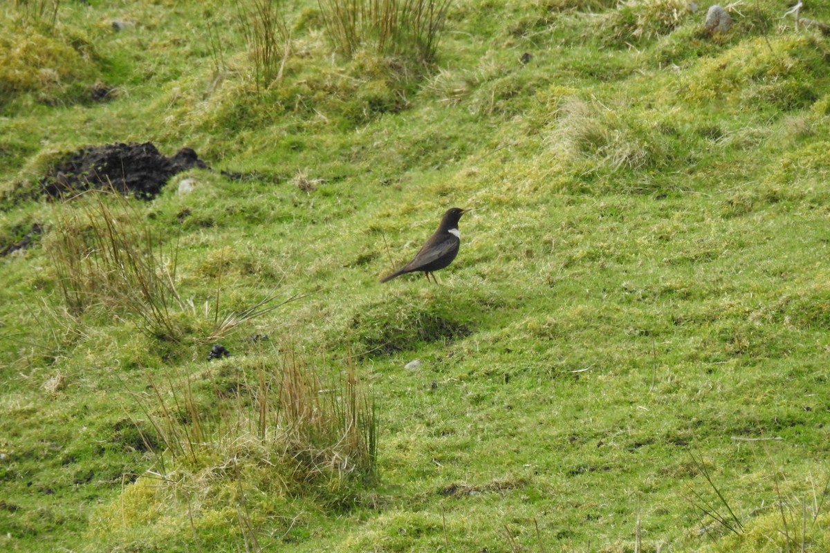 Ring Ouzel - Peter Hines