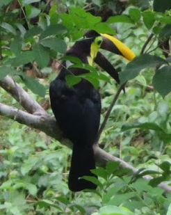Yellow-throated Toucan - James Lyons