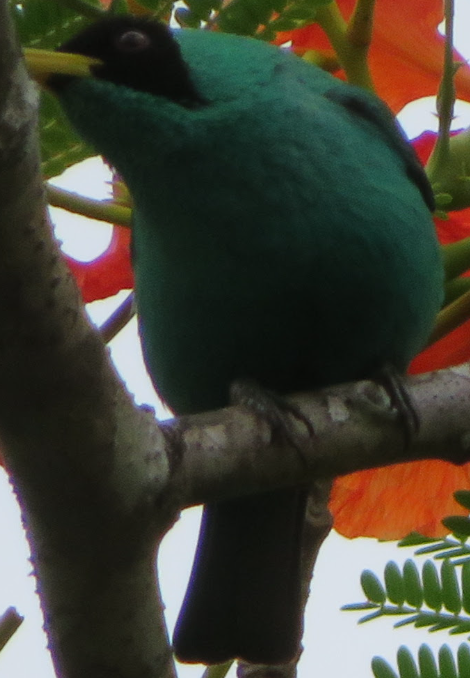 Green Honeycreeper - James Lyons