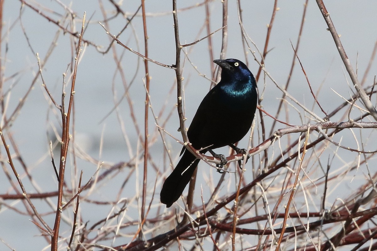 Common Grackle - ML616413263