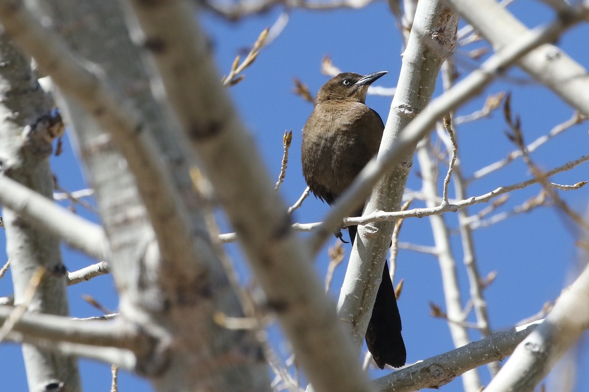 Great-tailed Grackle - ML616413276