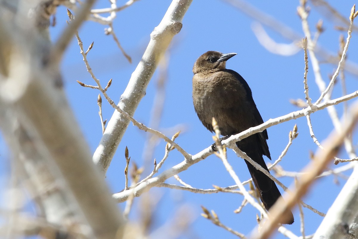 Great-tailed Grackle - ML616413290