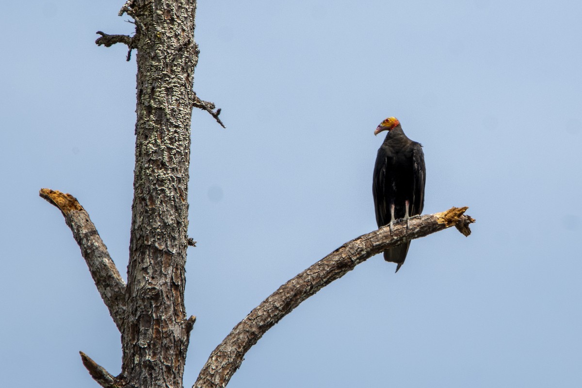 Lesser Yellow-headed Vulture - ML616413317