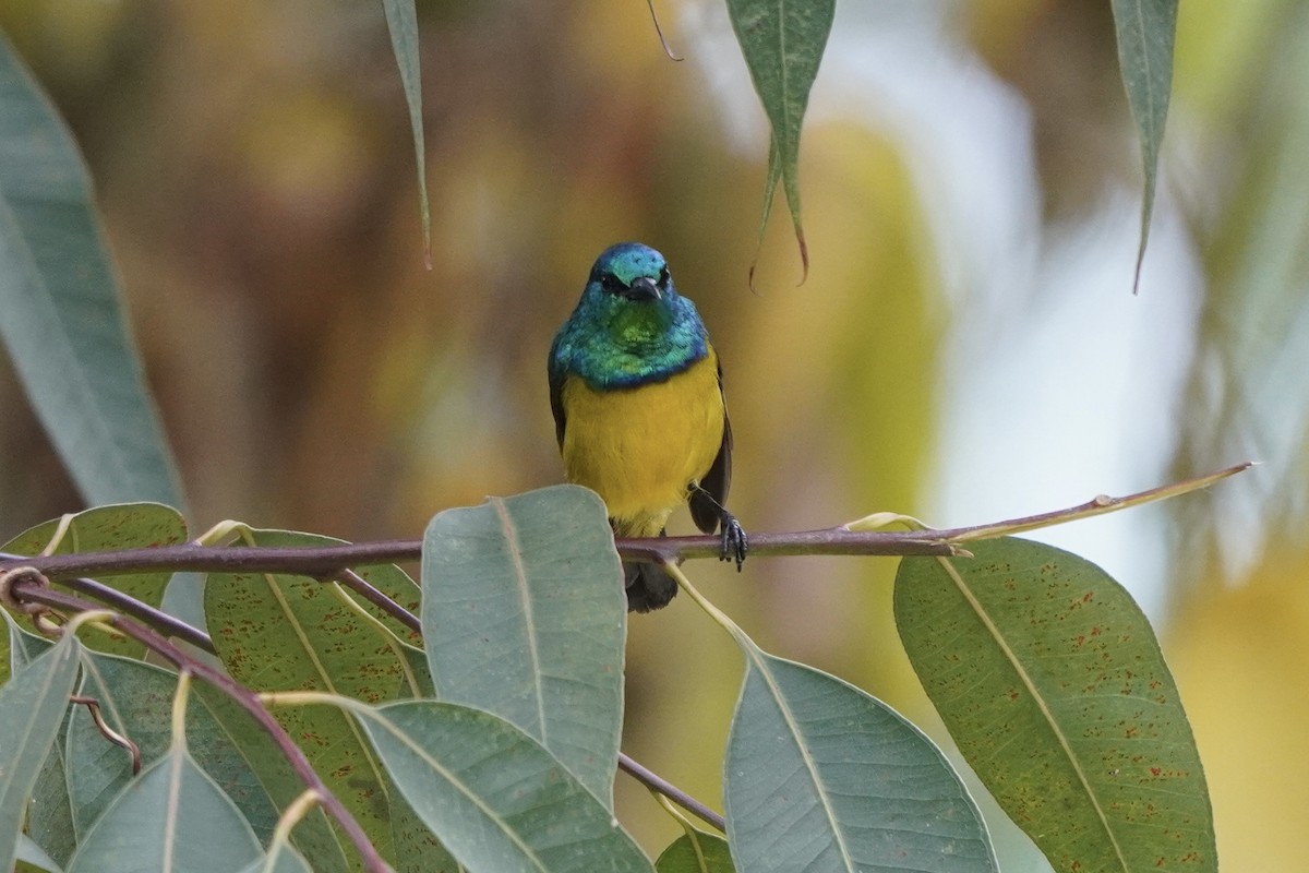 Collared Sunbird - Greg Hertler