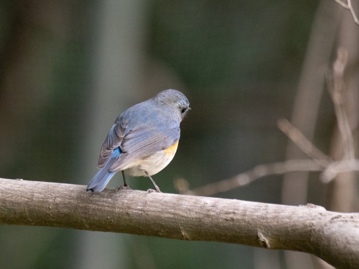 Robin à flancs roux - ML616413350