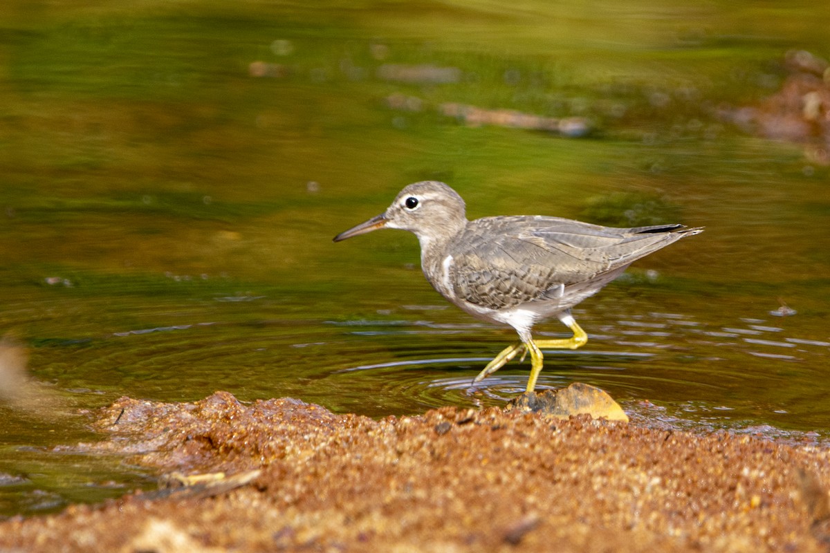 Spotted Sandpiper - Francisco Dubón