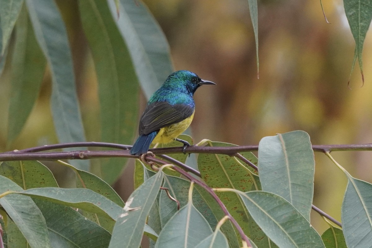 Collared Sunbird - ML616413486