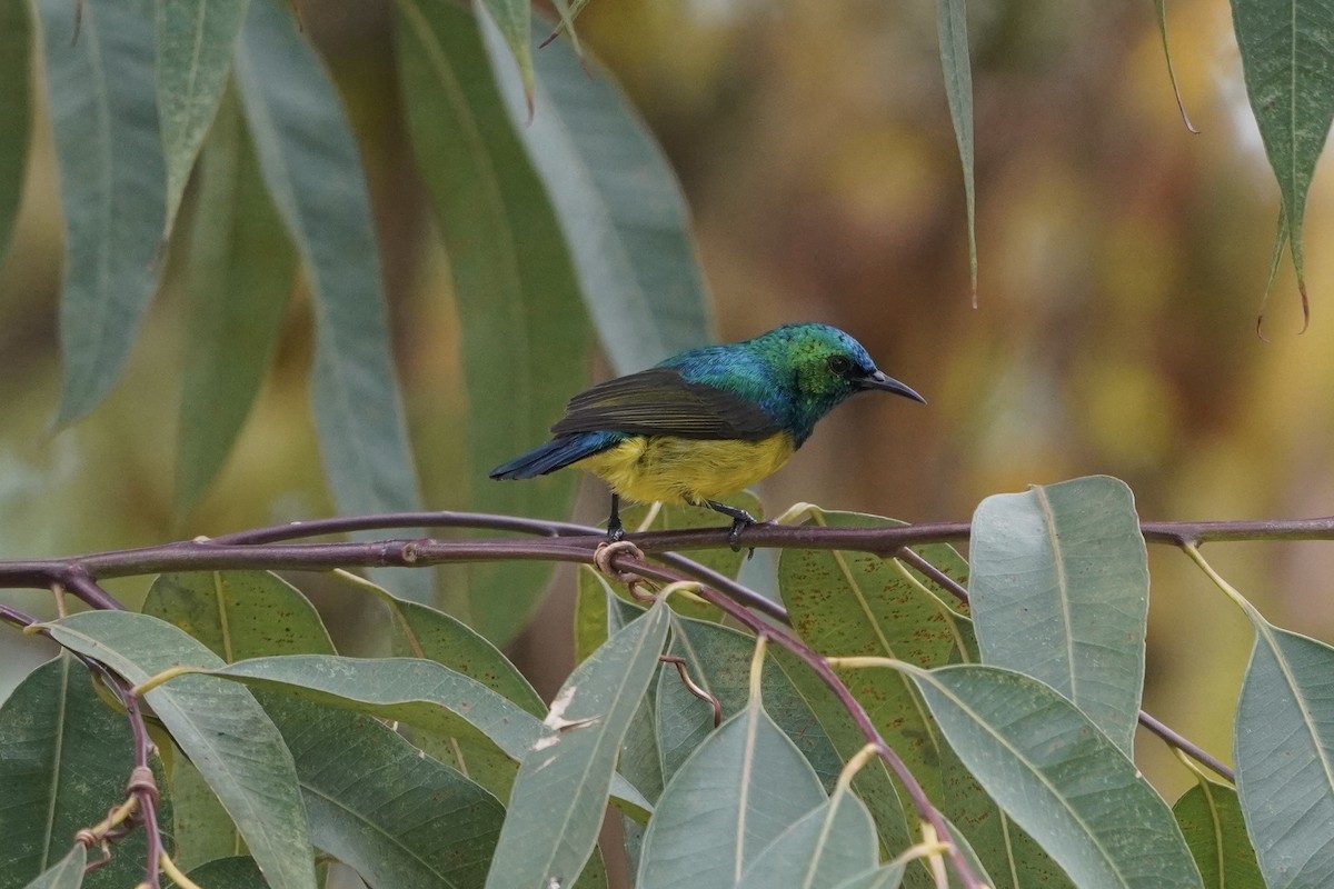 Collared Sunbird - ML616413487