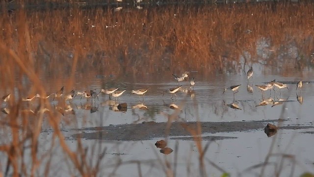 Marsh Sandpiper - ML616413495