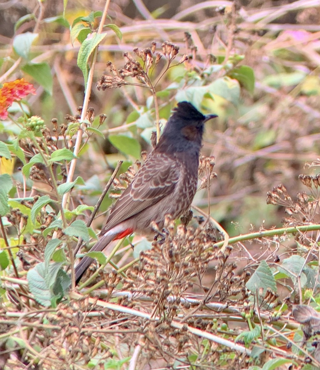 Red-vented Bulbul - ML616413497