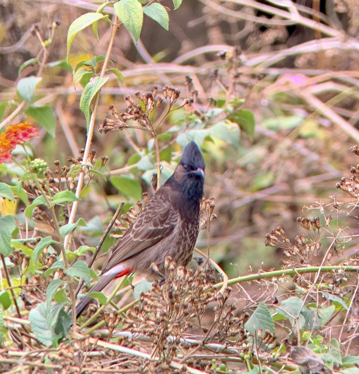Red-vented Bulbul - ML616413498