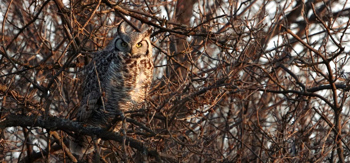 Great Horned Owl - ML616413503