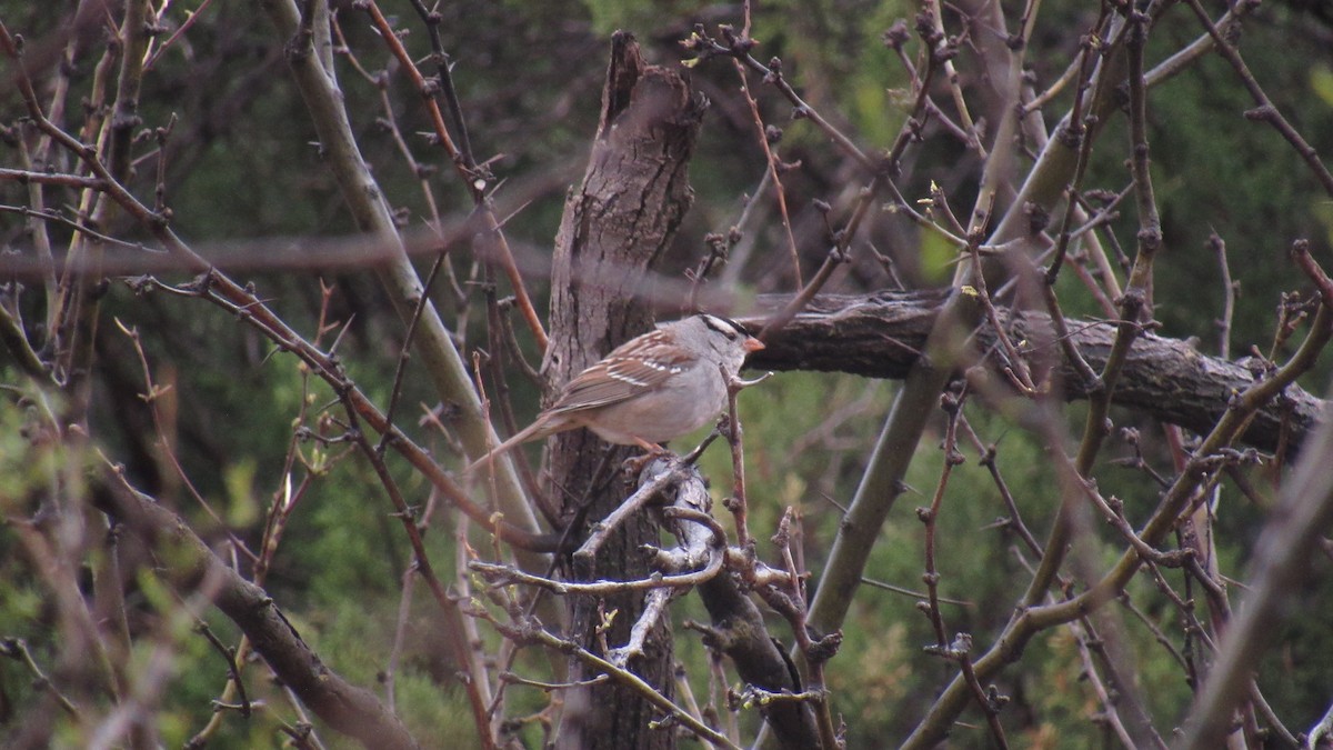 White-crowned Sparrow - ML616413559