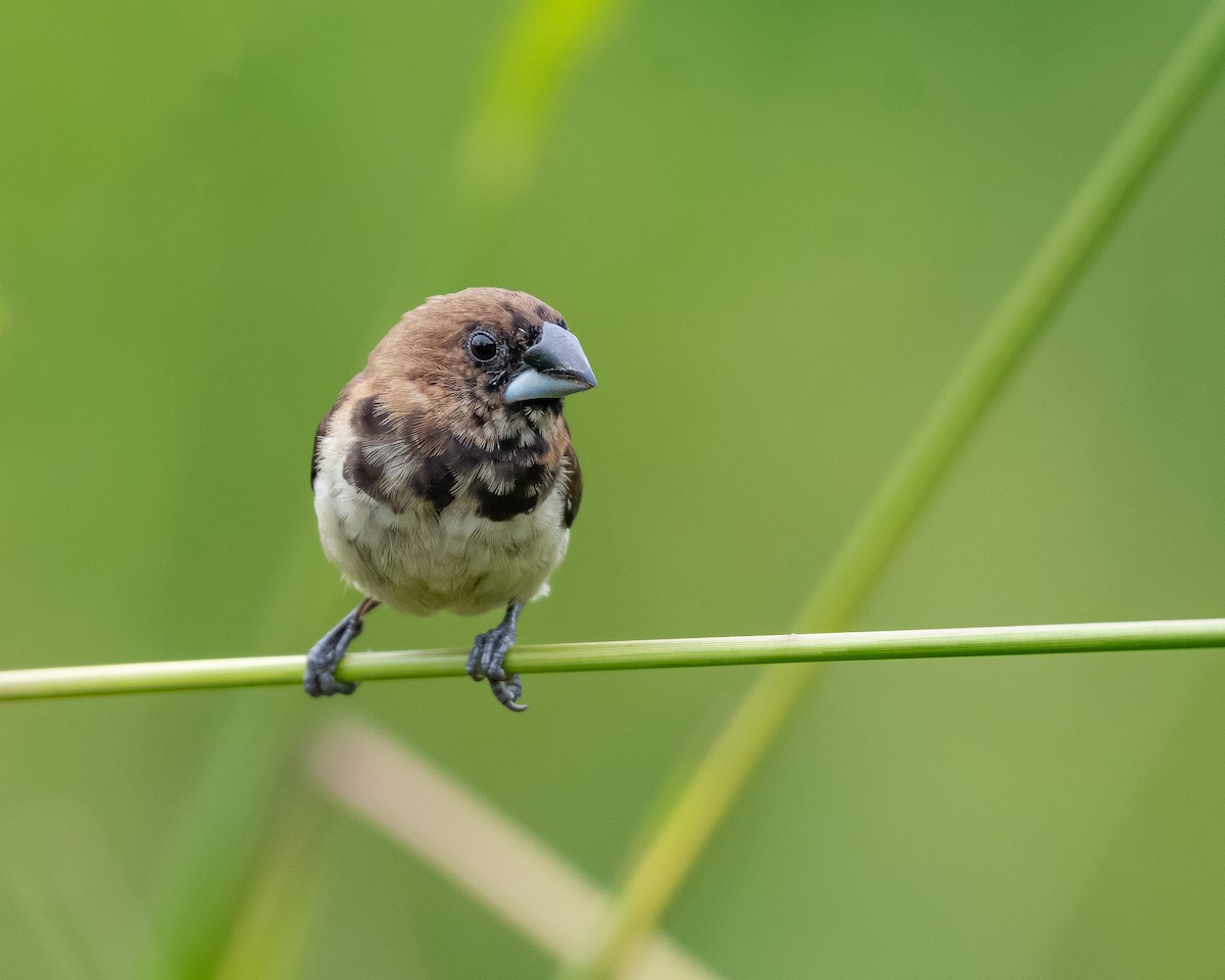 Javan Munia - Yan Ze Ng