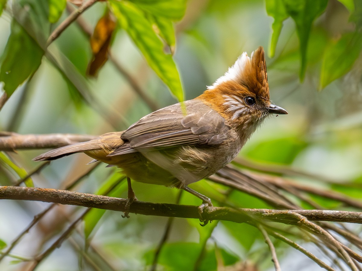 White-naped Yuhina - ML616413627