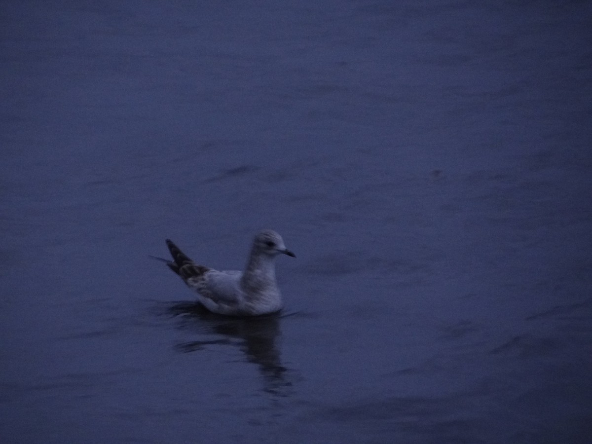 Short-billed Gull - ML616413637