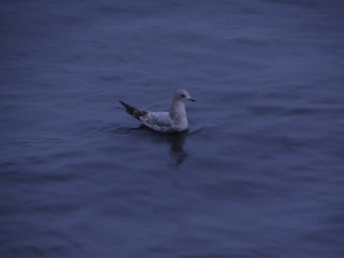 Short-billed Gull - ML616413654