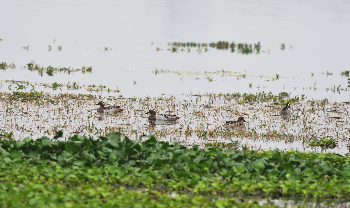 Garganey - Baharuddin Sk