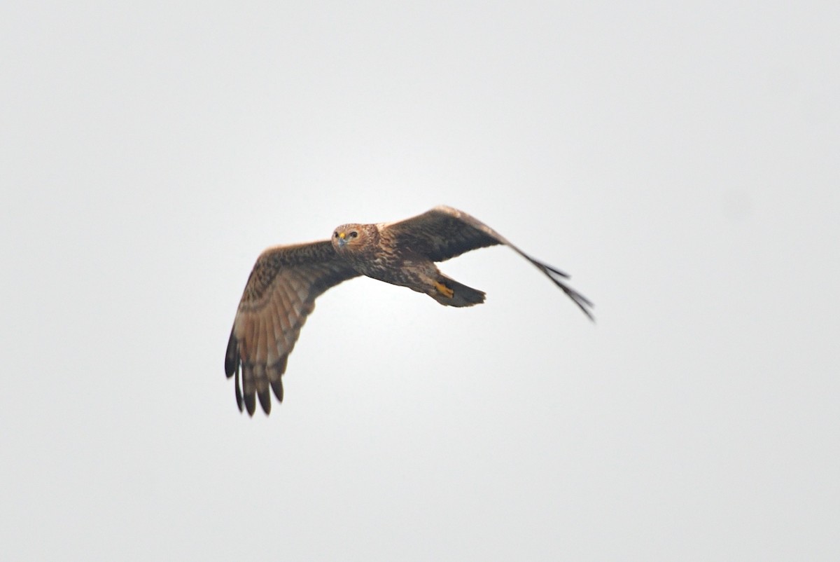 Eastern Marsh Harrier - ML616413682