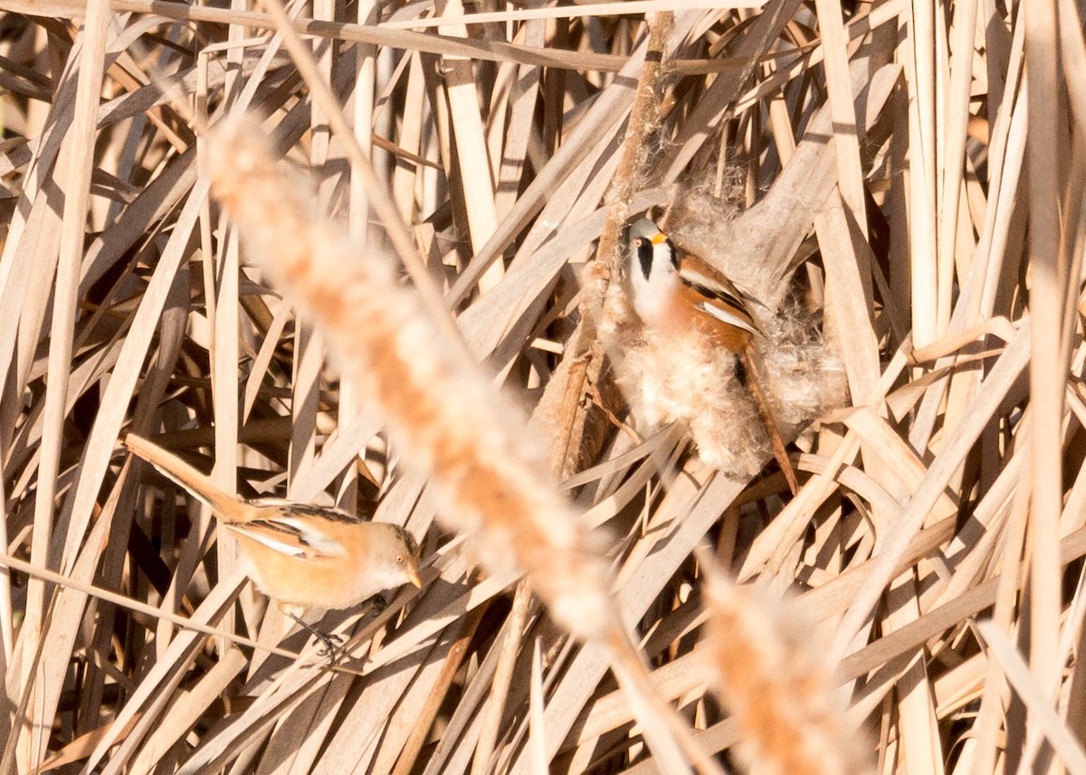 Bearded Reedling - ML616413841