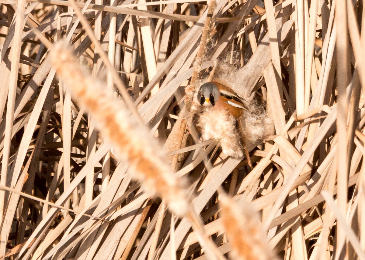 Bearded Reedling - ML616413842