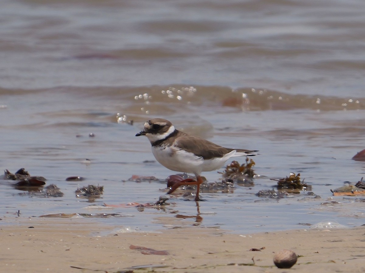 Common Ringed Plover - ML616413904