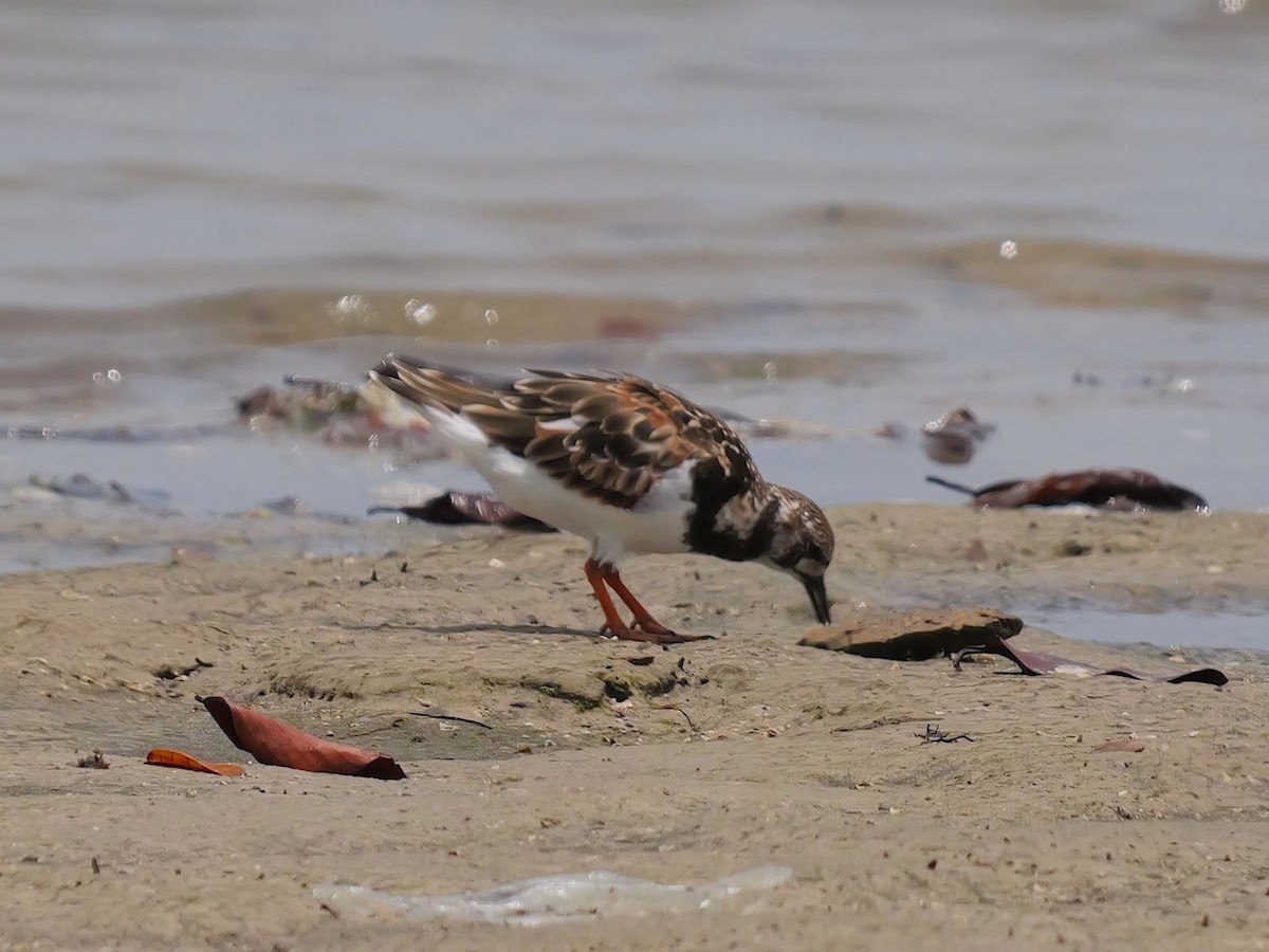 Ruddy Turnstone - ML616413910