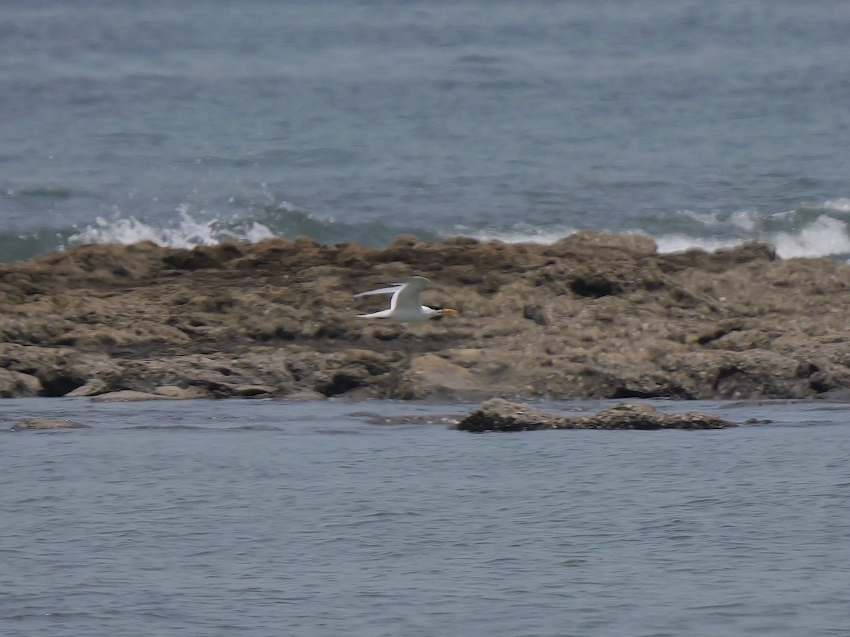 West African Crested Tern - ML616413932