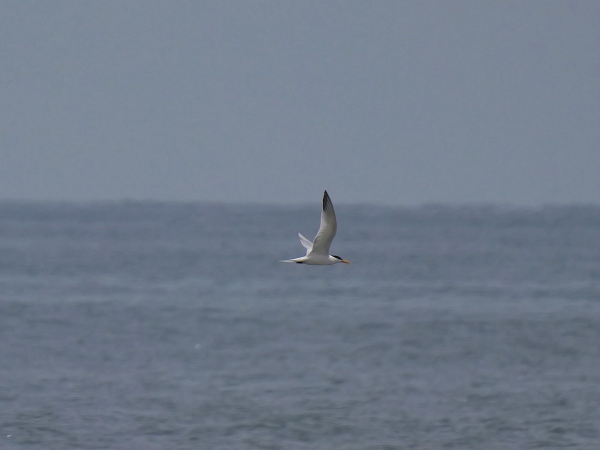 West African Crested Tern - ML616413937