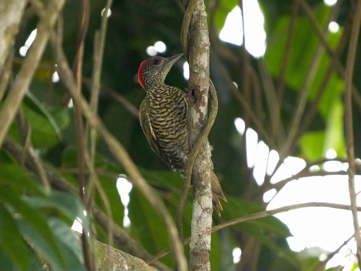 Green-backed Woodpecker (Little Green) - ML616413974