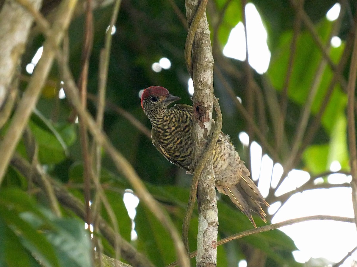 Green-backed Woodpecker (Little Green) - ML616413976
