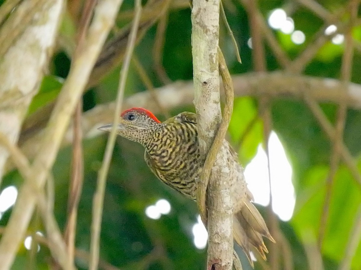 Green-backed Woodpecker (Little Green) - ML616413977