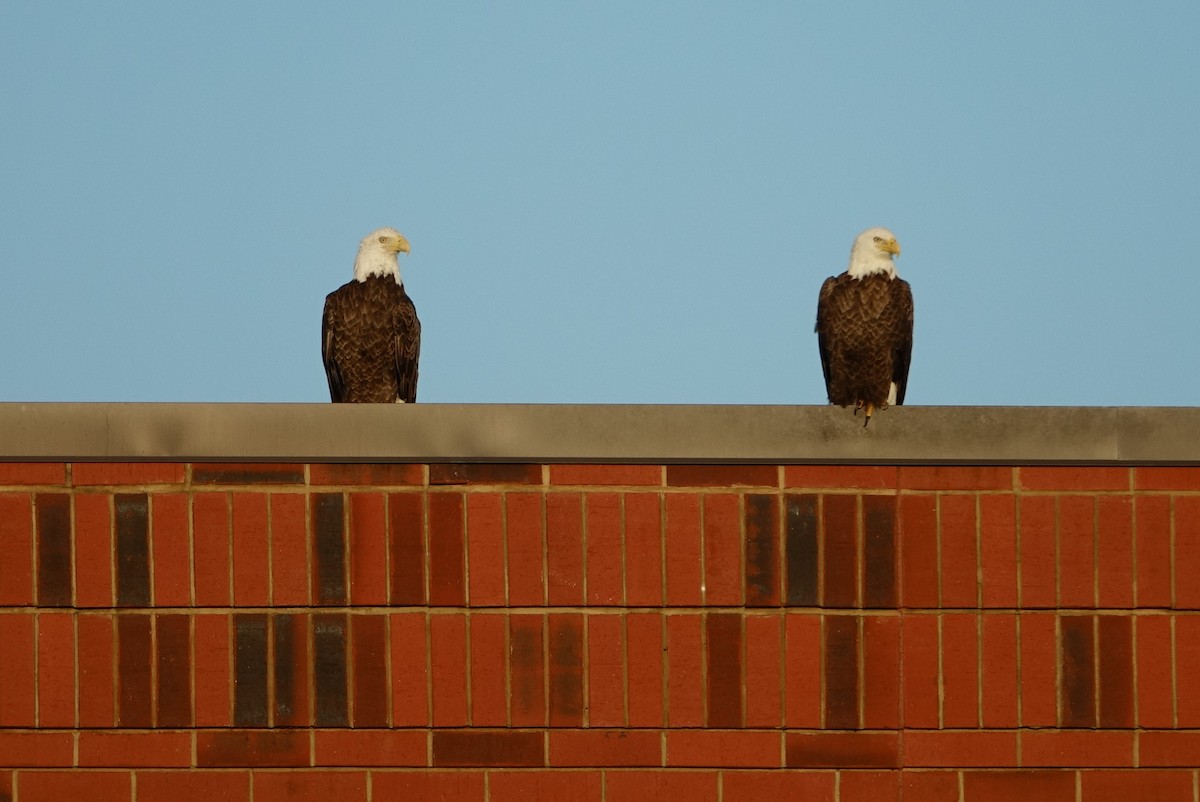 Bald Eagle - ML616413994