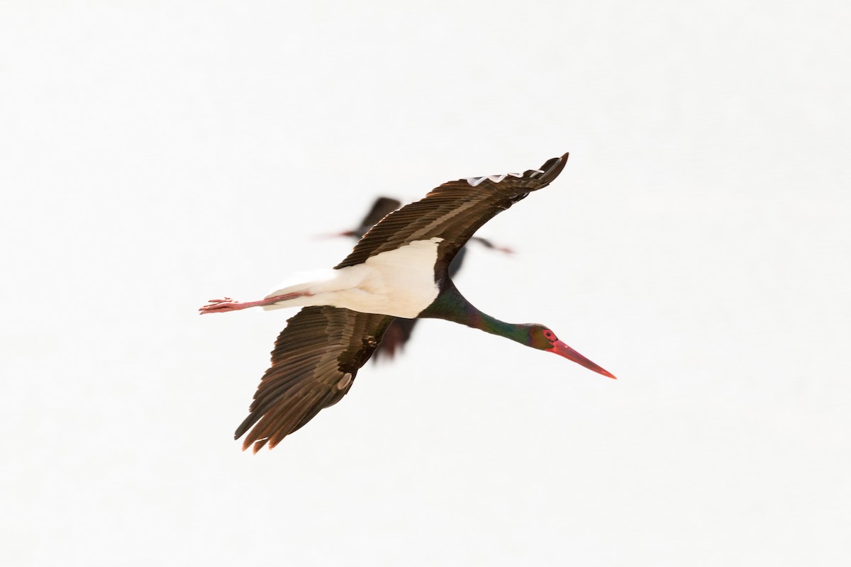 Black Stork - ML616414015